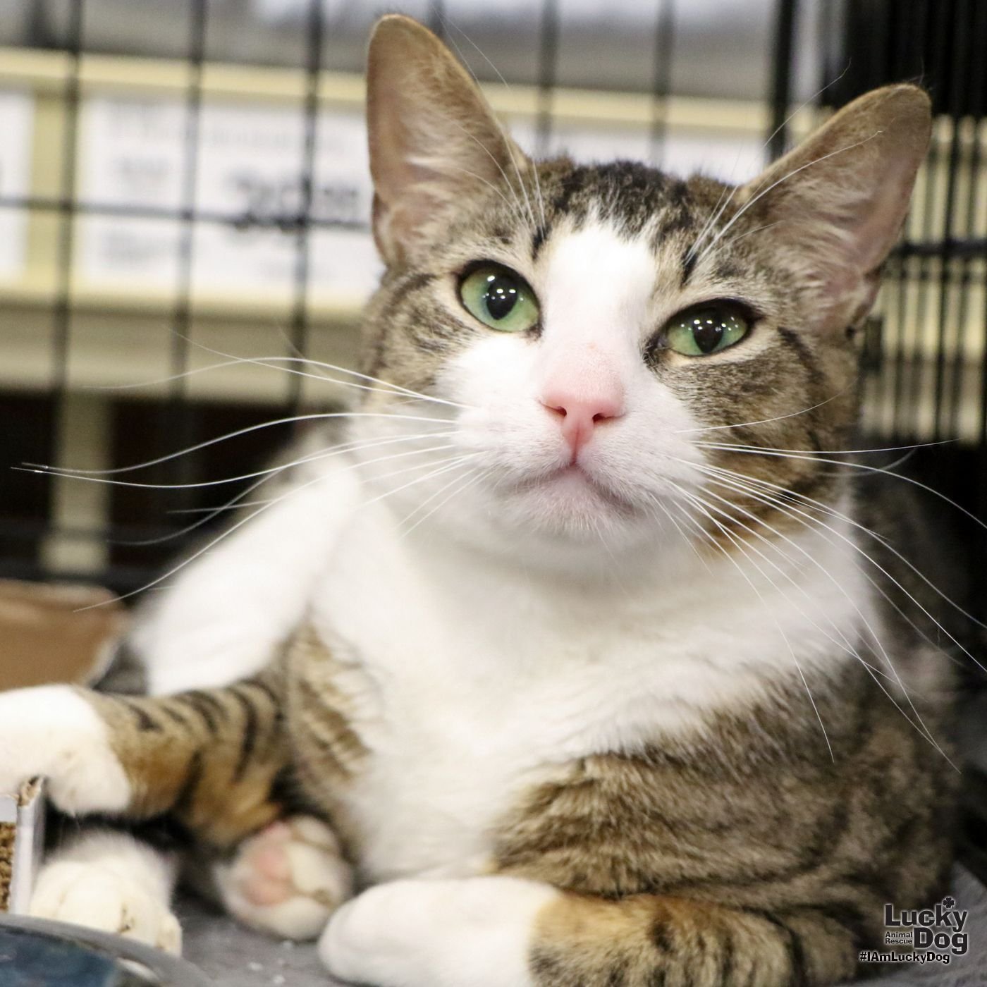 adoptable Cat in Washington, DC named Fig
