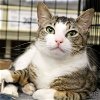adoptable Cat in washington, IN named Fig