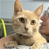 adoptable Cat in , DC named Meredith