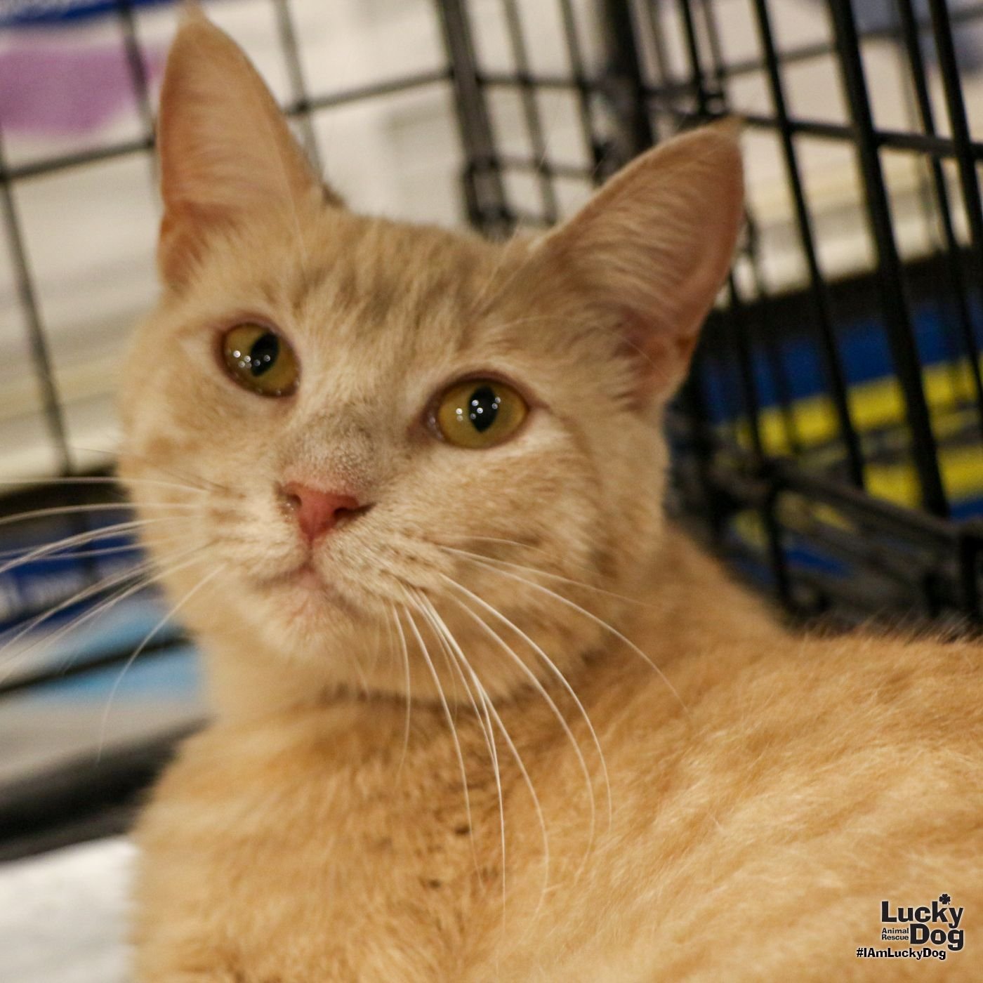 adoptable Cat in Washington, DC named Meredith