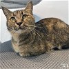 adoptable Cat in , DC named Nyssa