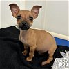 adoptable Dog in  named Chime