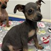 adoptable Dog in  named Cliff