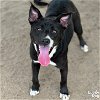 adoptable Dog in washington, DC named Kandee