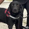 adoptable Dog in , DC named Tank