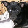 adoptable Dog in  named Rachael