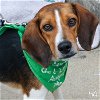 adoptable Dog in , DC named Quinn