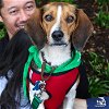 adoptable Dog in washington, DC named Quinn