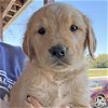 adoptable Dog in washington, DC named Arthur