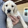 adoptable Dog in washington, dc, DC named Aster