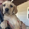 adoptable Dog in washington, DC named Amarillo