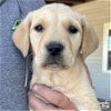 adoptable Dog in washington, DC named Amaryllis
