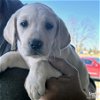 adoptable Dog in washington, DC named Ambrosia