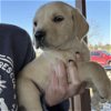 adoptable Dog in washington, DC named Apple
