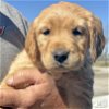 adoptable Dog in washington, dc, DC named Azalea