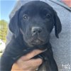 adoptable Dog in washington, DC named Acorn