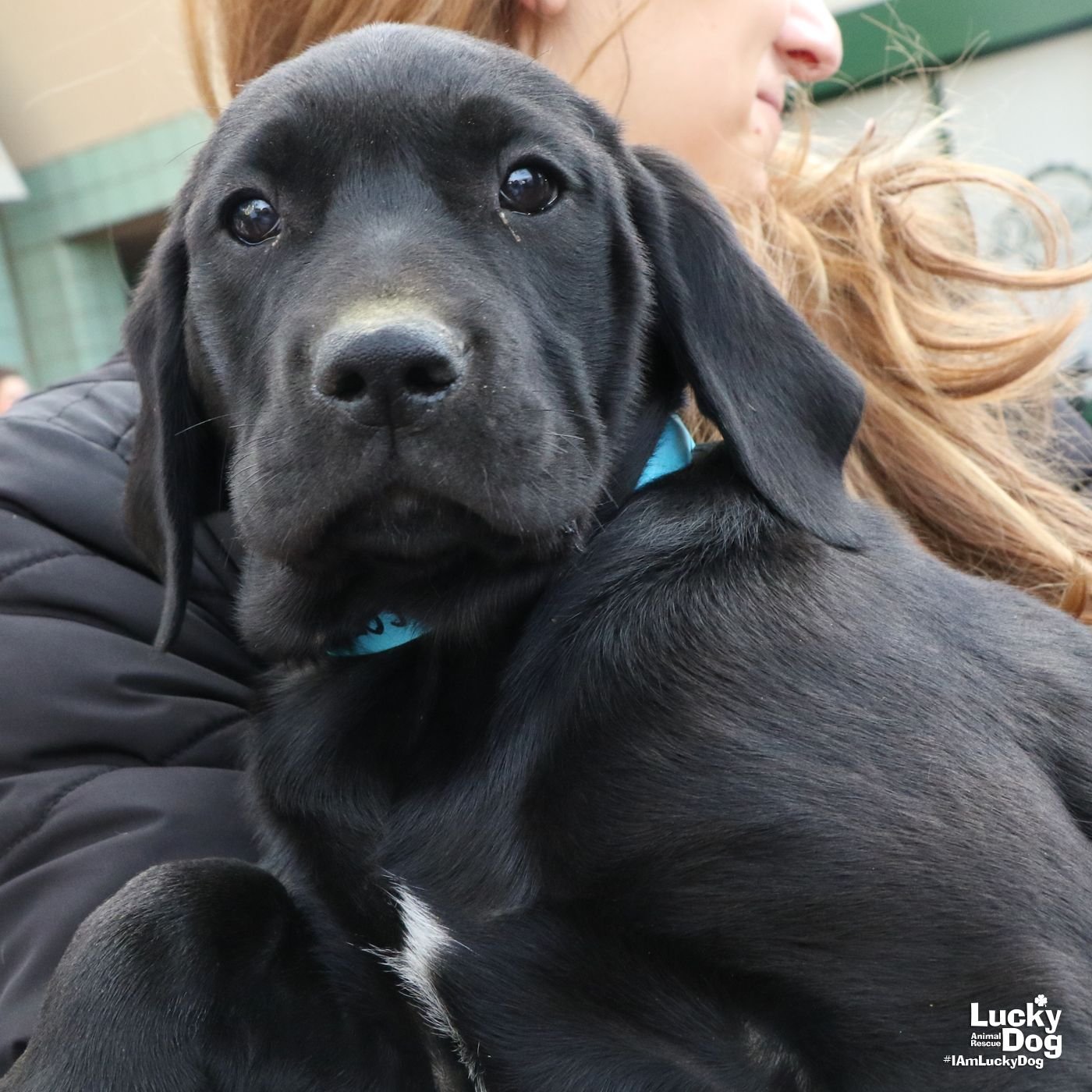 adoptable Dog in Washington, DC named Acorn