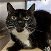 adoptable Cat in , DC named Marvel