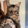 adoptable Cat in washington, DC named Cami