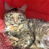 adoptable Cat in , DC named Cami