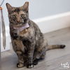 adoptable Cat in , DC named Cami