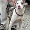 adoptable Dog in washington, DC named Sparkle