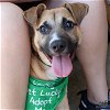 adoptable Dog in , DC named Puppi