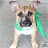 adoptable Dog in washington, DC named Puppi