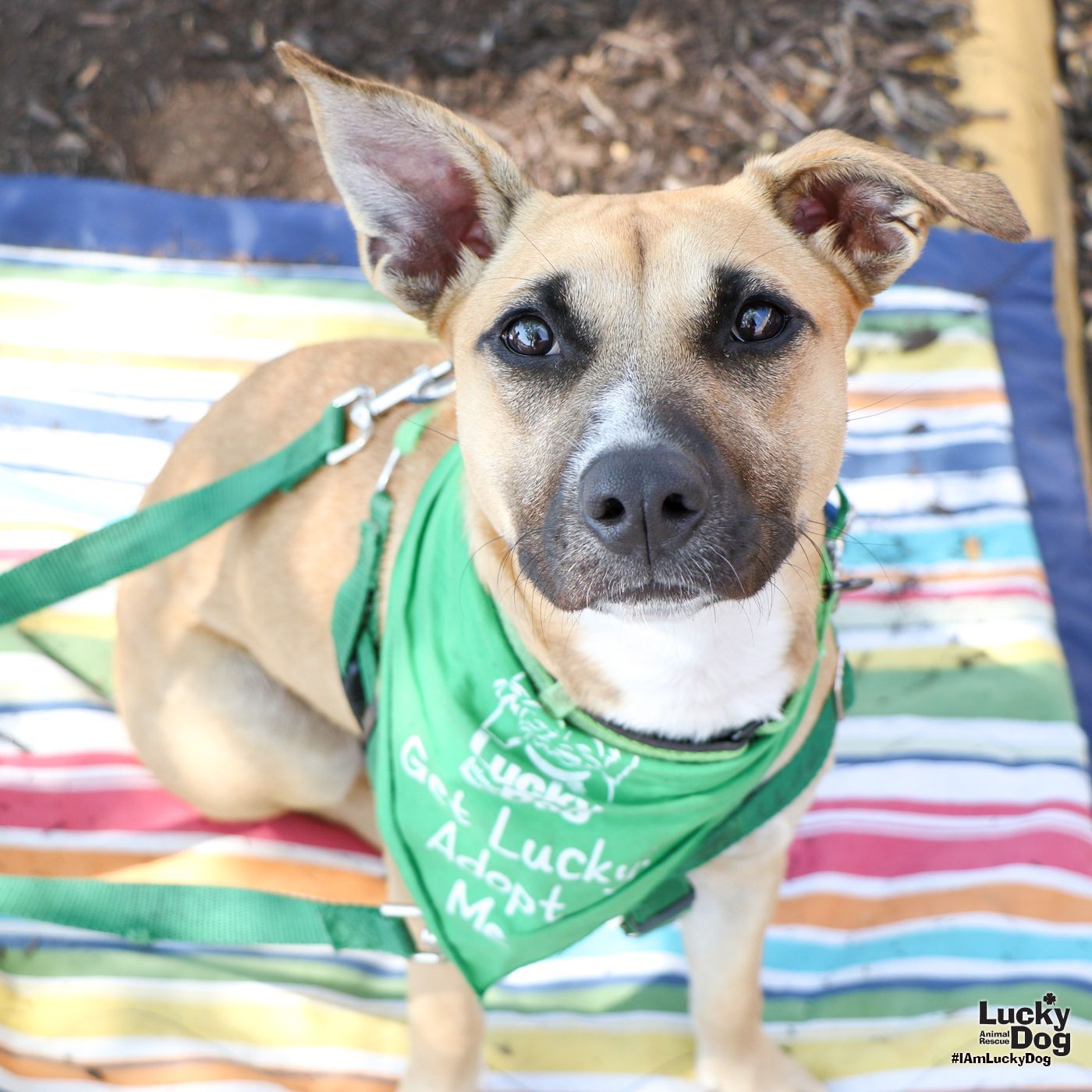 adoptable Dog in Washington, DC named Puppi