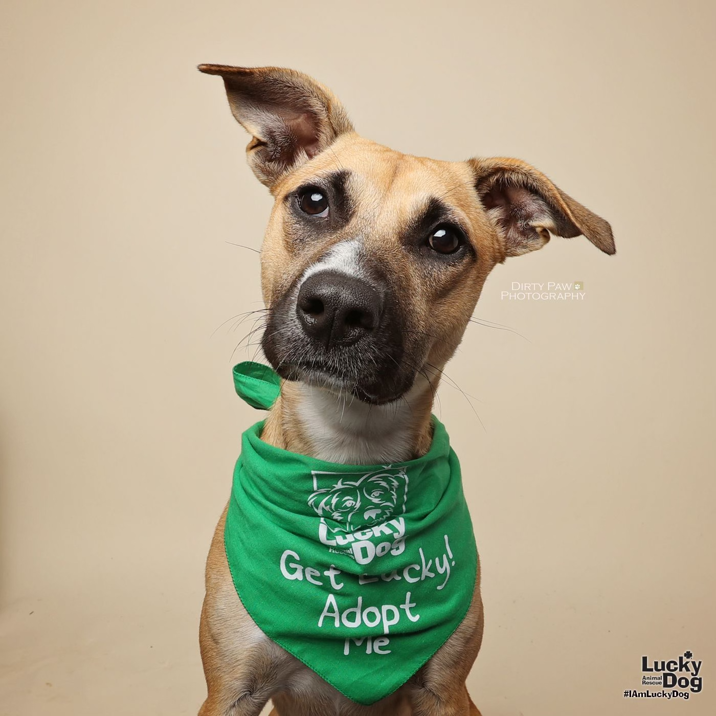 adoptable Dog in Washington, DC named Puppi