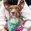 adoptable Dog in , DC named Quincy