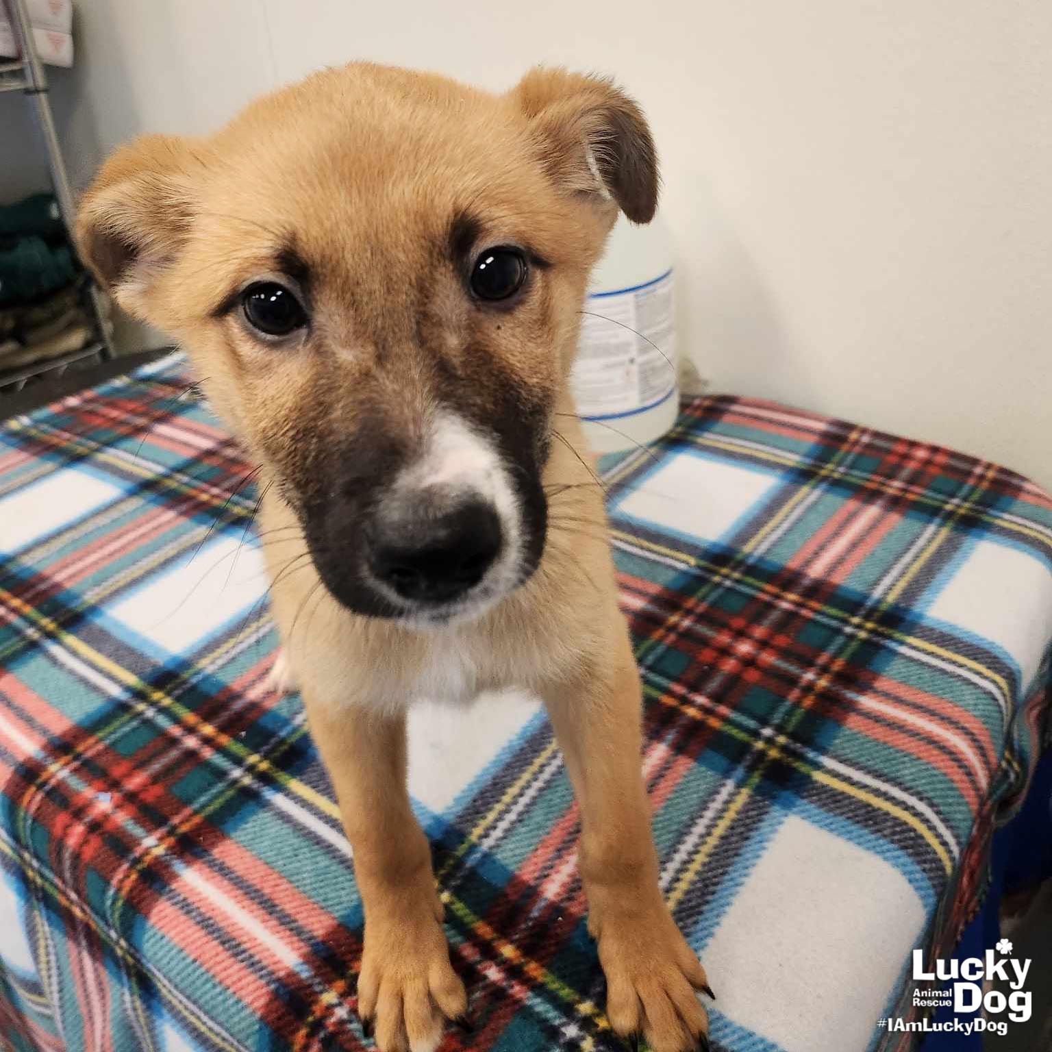 Dog For Adoption - Lucy, A Shepherd In Woodbridge, VA | Alpha Paw