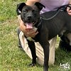 adoptable Dog in , DC named Rocco