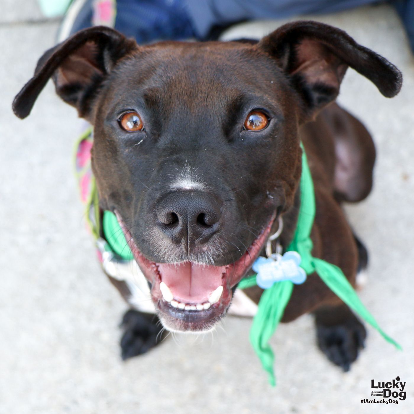 adoptable Dog in Washington, DC named Rocco