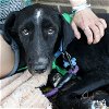 adoptable Dog in washington, DC named Gilly