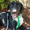 adoptable Dog in , DC named Gilly