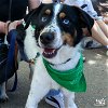 adoptable Dog in , DC named Calcifer