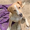 adoptable Dog in , DC named McKayla