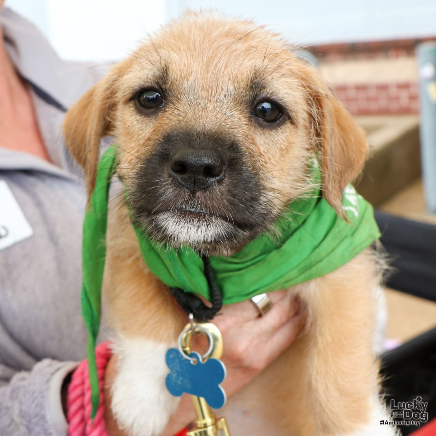 adoptable Dog in Washington, DC named Cashew