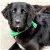 adoptable Dog in washington, DC named Turf