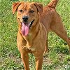 adoptable Dog in washington, DC named Penelope
