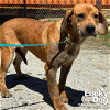 adoptable Dog in washington, DC named Dolly