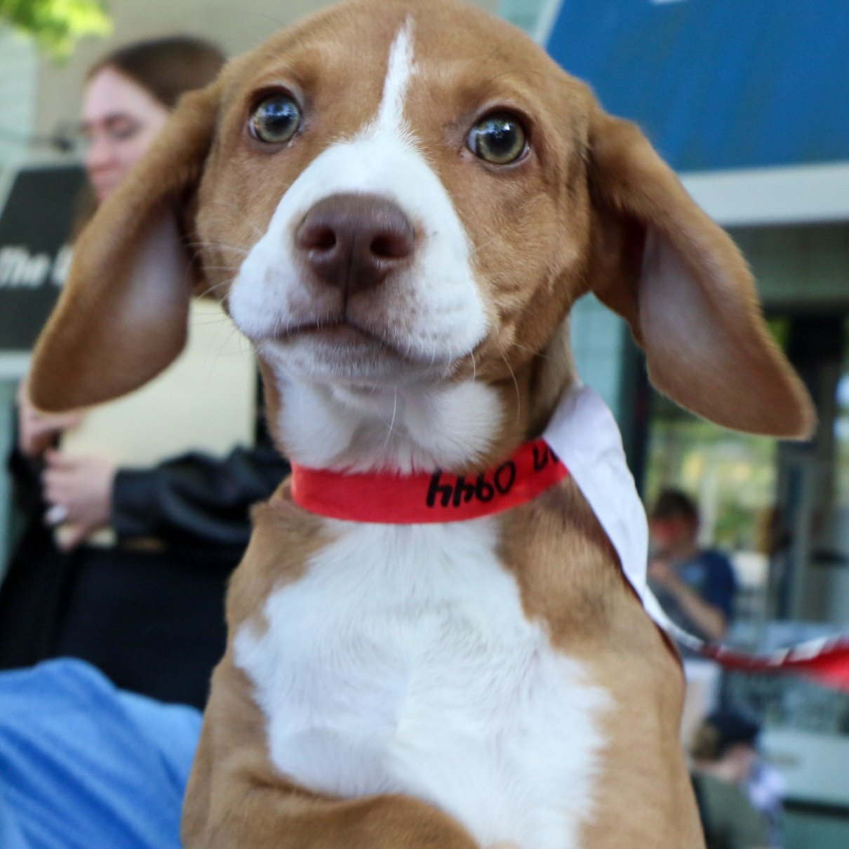adoptable Dog in Washington, DC named Bean