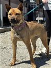 adoptable Dog in  named Laia