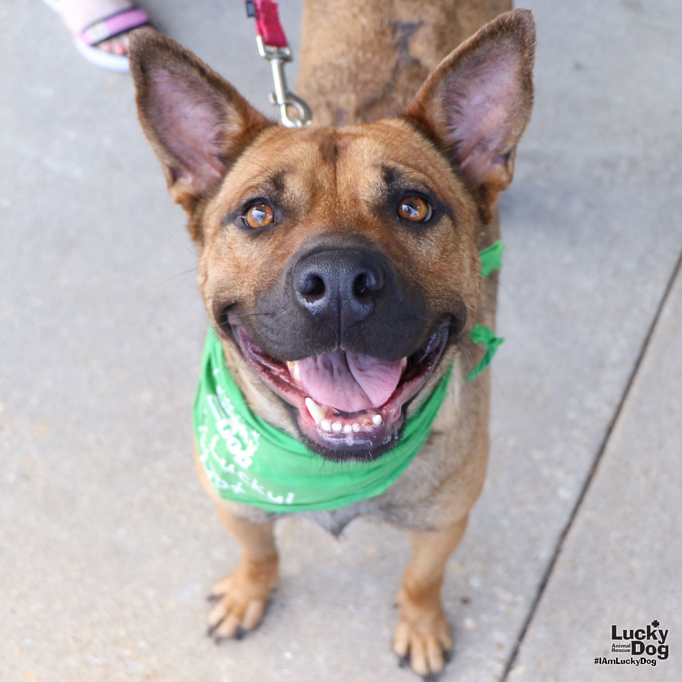 adoptable Dog in Washington, DC named Laia