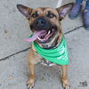 adoptable Dog in Washington, DC named Laia