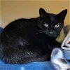 adoptable Cat in , DC named Bandit