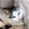 adoptable Cat in washington, DC named Callie Grace