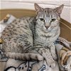 adoptable Cat in , DC named Cleo