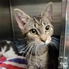 adoptable Cat in washington, DC named Tigs